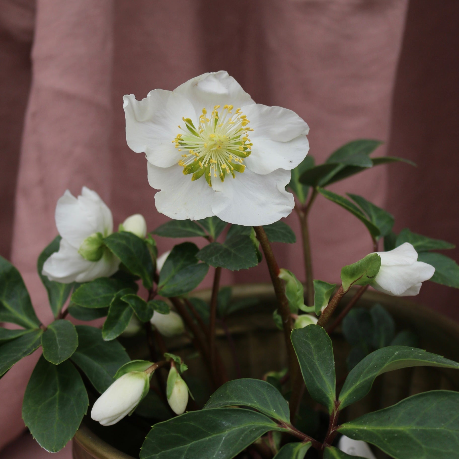 Potted Hellebores "White Magic" - The Flower Crate