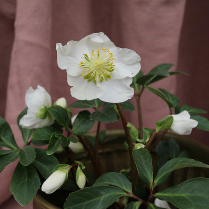 Potted Hellebores "White Magic" - The Flower Crate