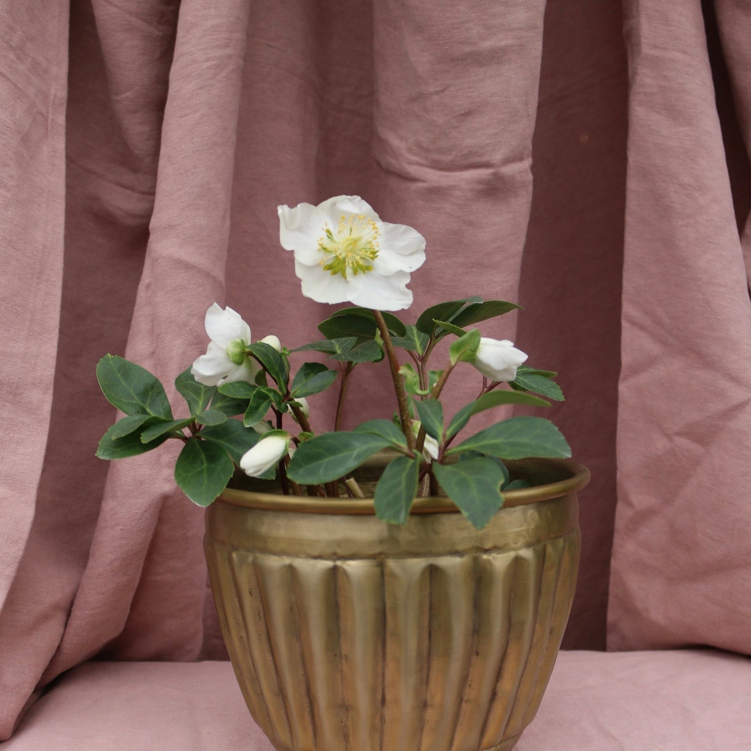 Potted Hellebores "White Magic" - The Flower Crate