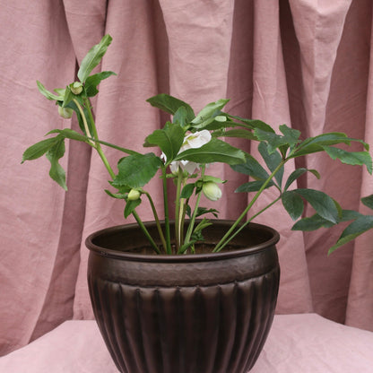 Potted Hellebores x hybridous "Double Hybrid" - The Flower Crate