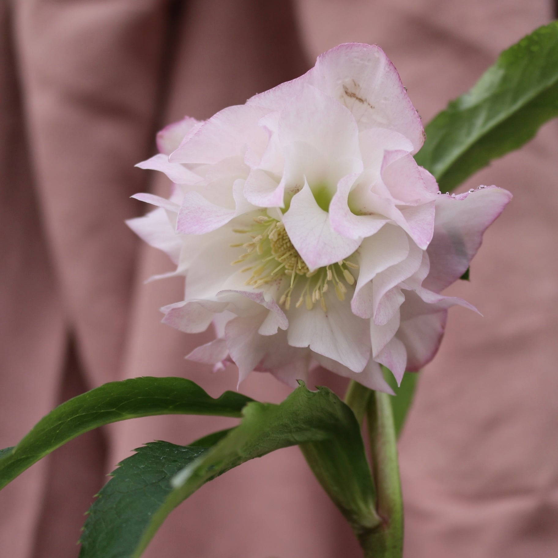 Potted Hellebores x hybridous "Double Hybrid" - The Flower Crate