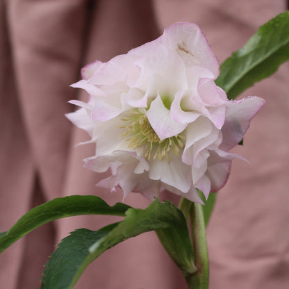 Potted Hellebores x hybridous "Double Hybrid" - The Flower Crate