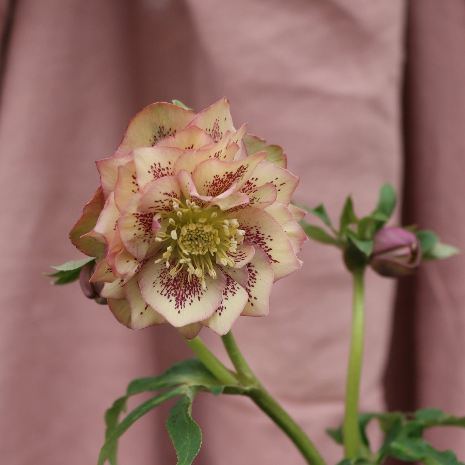 Potted Hellebores x hybridous "Double Hybrid" - The Flower Crate