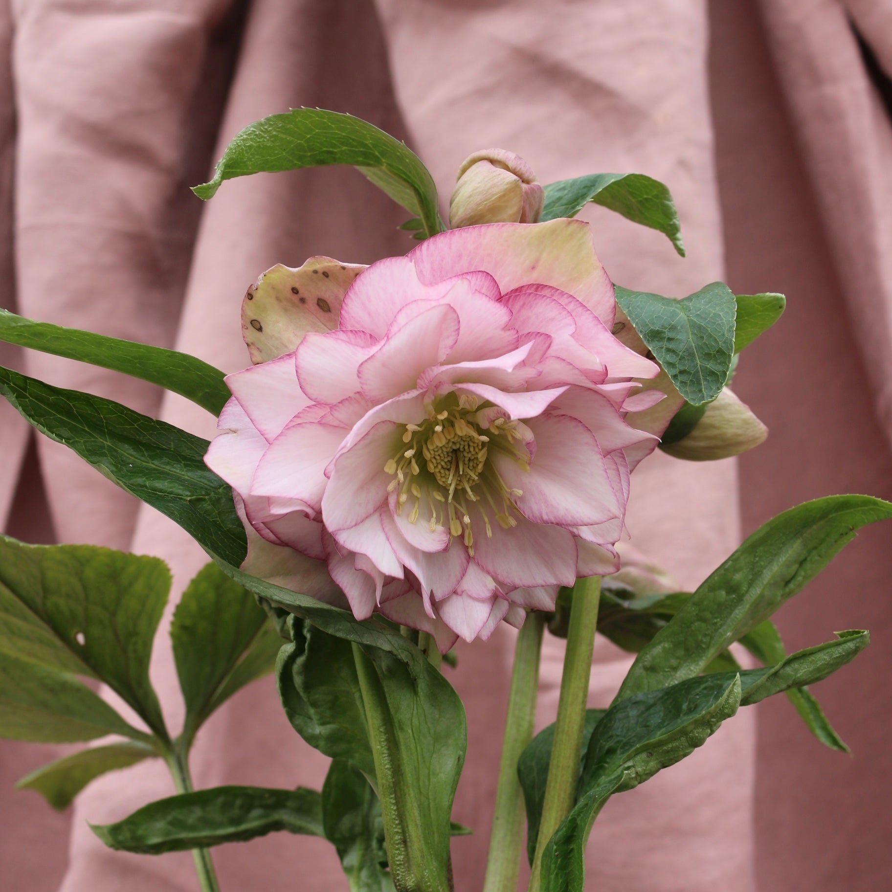 Potted Hellebores x hybridous "Double Hybrid" - The Flower Crate