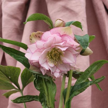 Potted Hellebores x hybridous "Double Hybrid" - The Flower Crate
