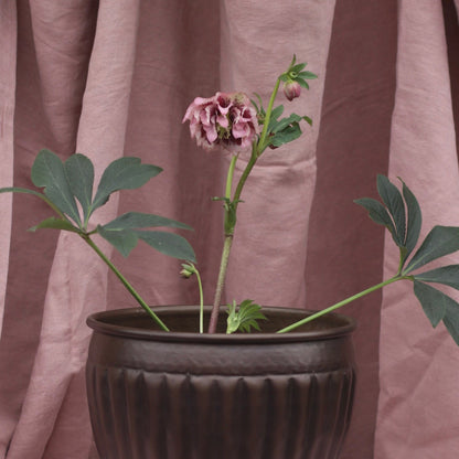 Potted Hellebores x hybridous "Double Hybrid" - The Flower Crate