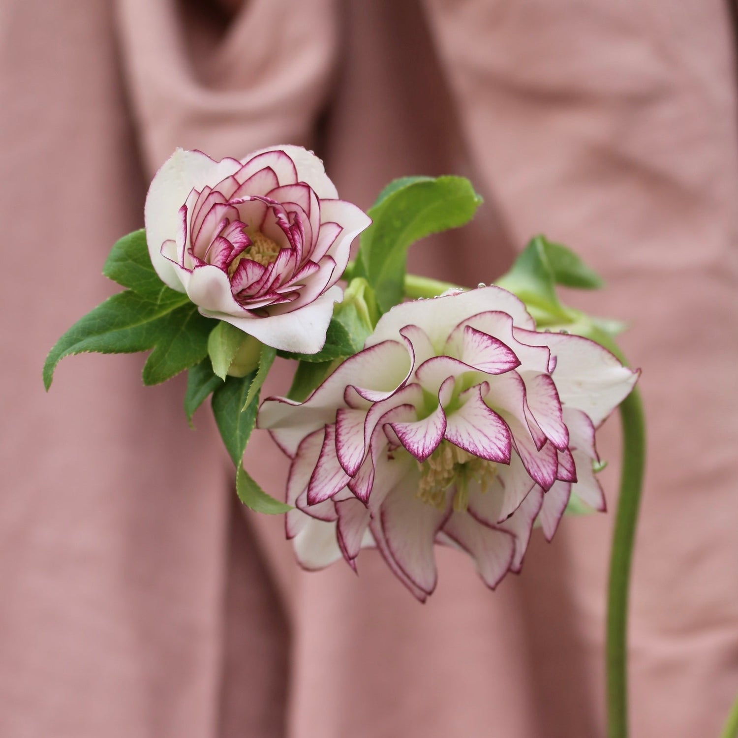 Potted Hellebores x hybridous "Double Hybrid" - The Flower Crate