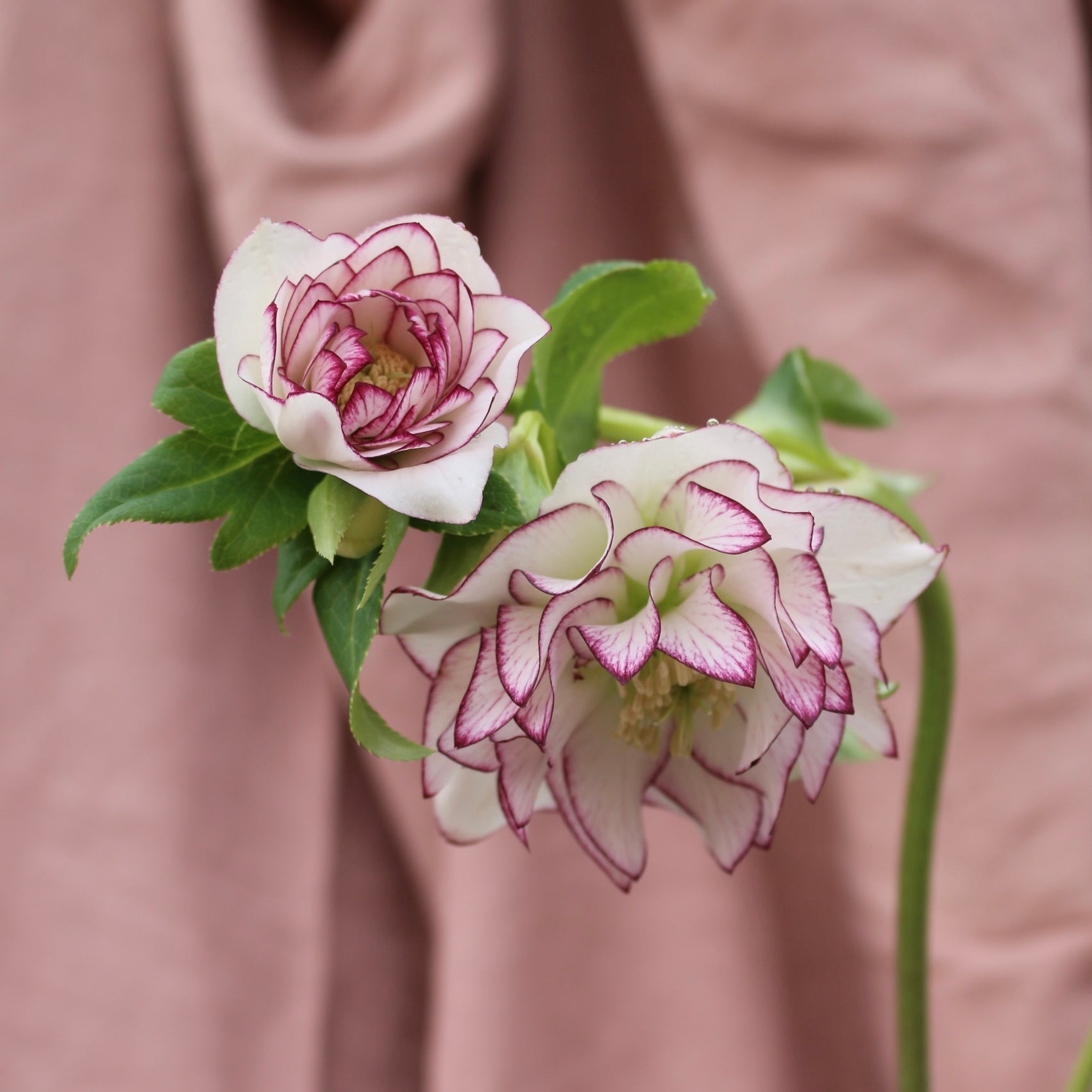 Potted Hellebores x hybridous "Double Hybrid" - The Flower Crate
