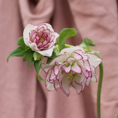 Potted Hellebores x hybridous "Double Hybrid" - The Flower Crate