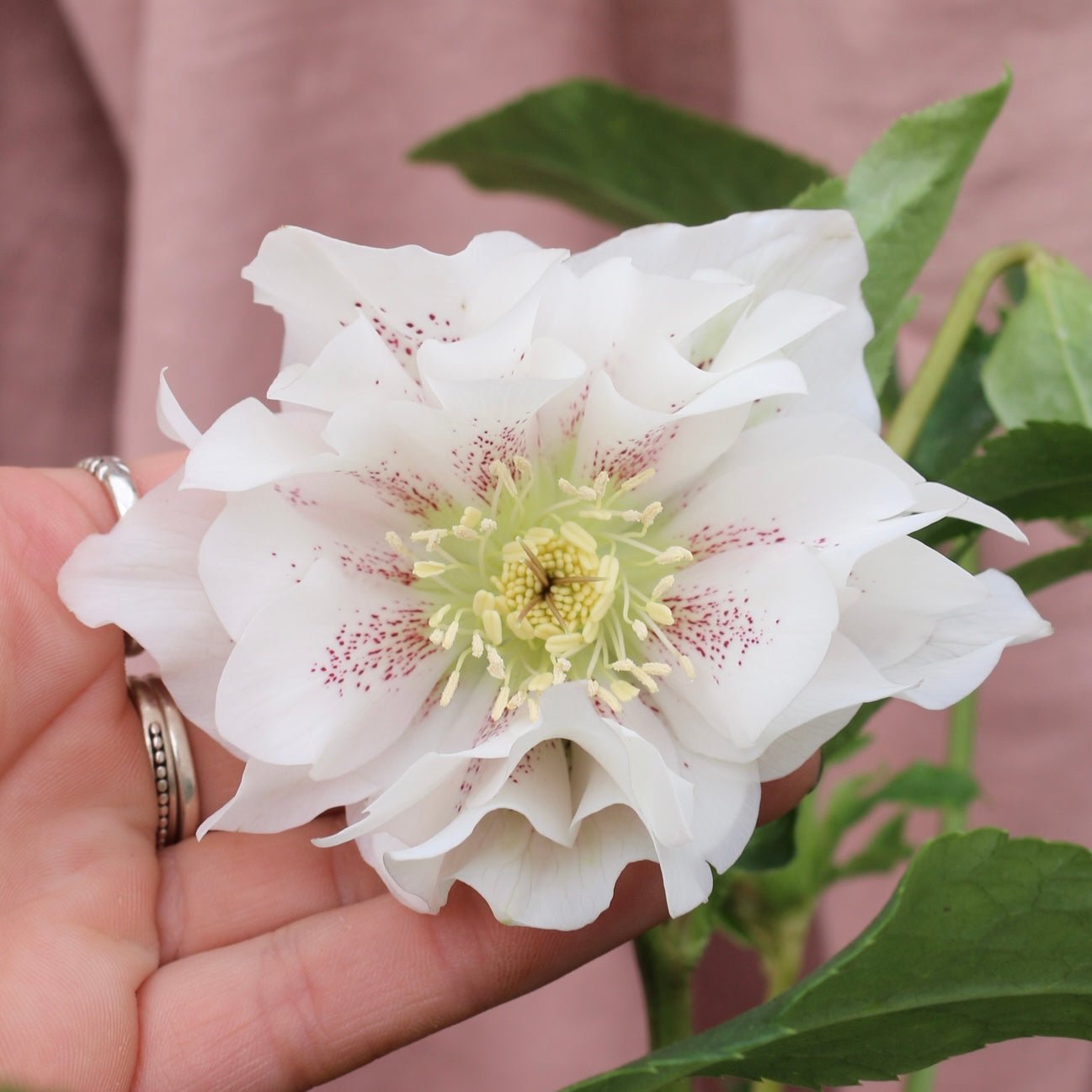 Potted Hellebores x hybridous "Double Hybrid" - The Flower Crate