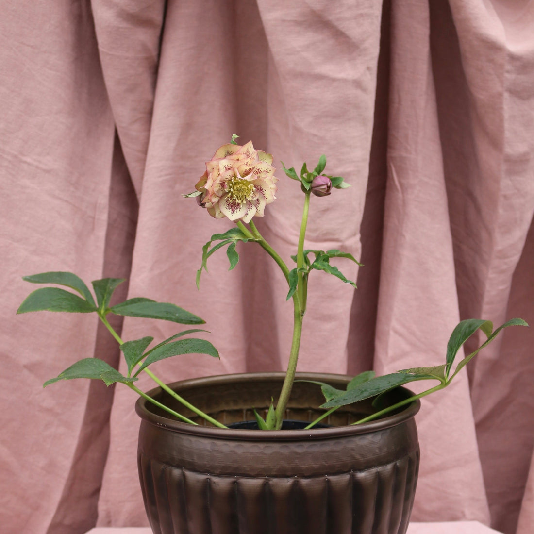 Potted Hellebores x hybridous "Double Hybrid" - The Flower Crate
