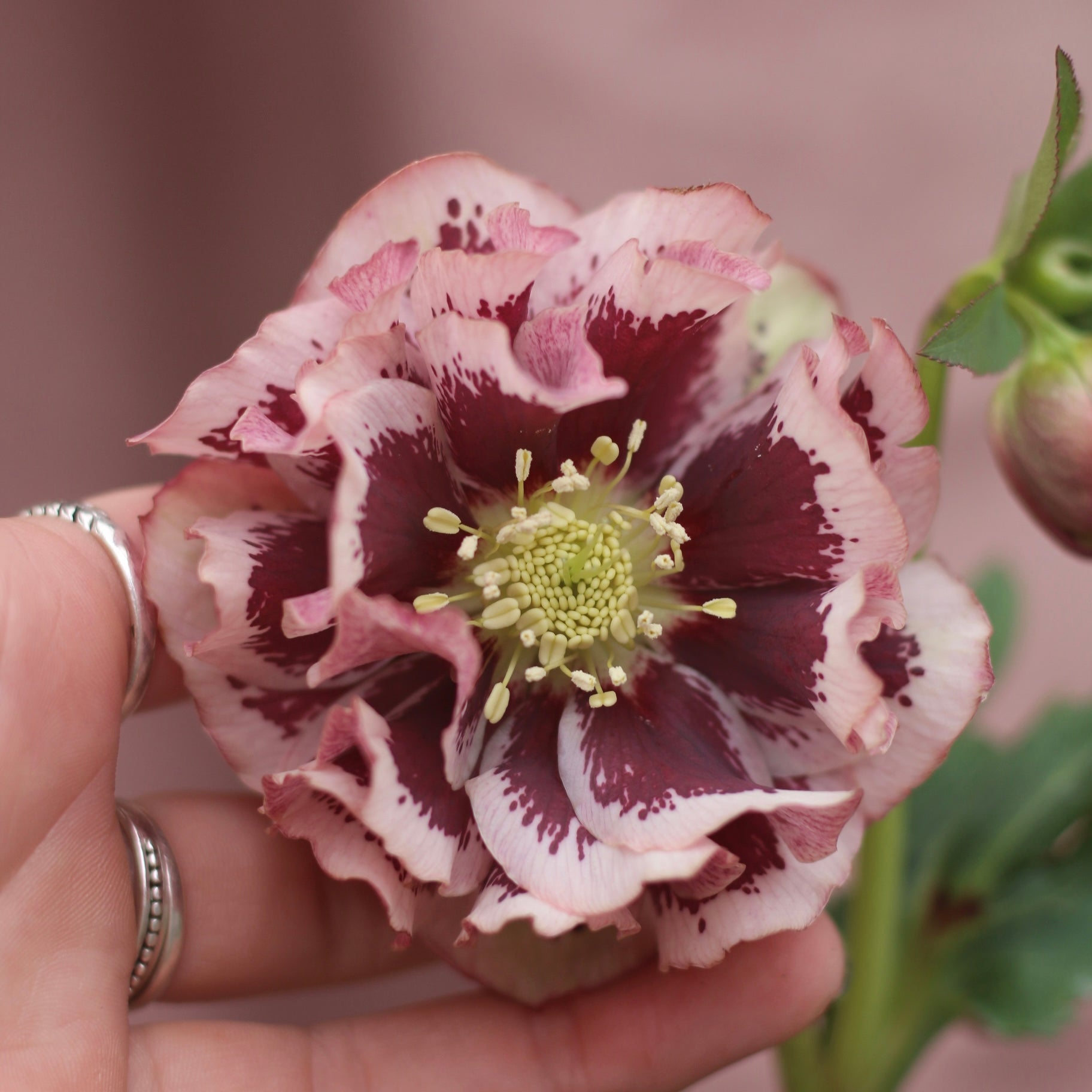 Potted Hellebores x hybridous "Double Hybrid" - The Flower Crate