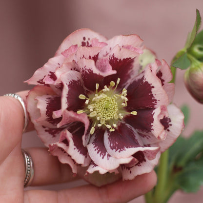 Potted Hellebores x hybridous "Double Hybrid" - The Flower Crate