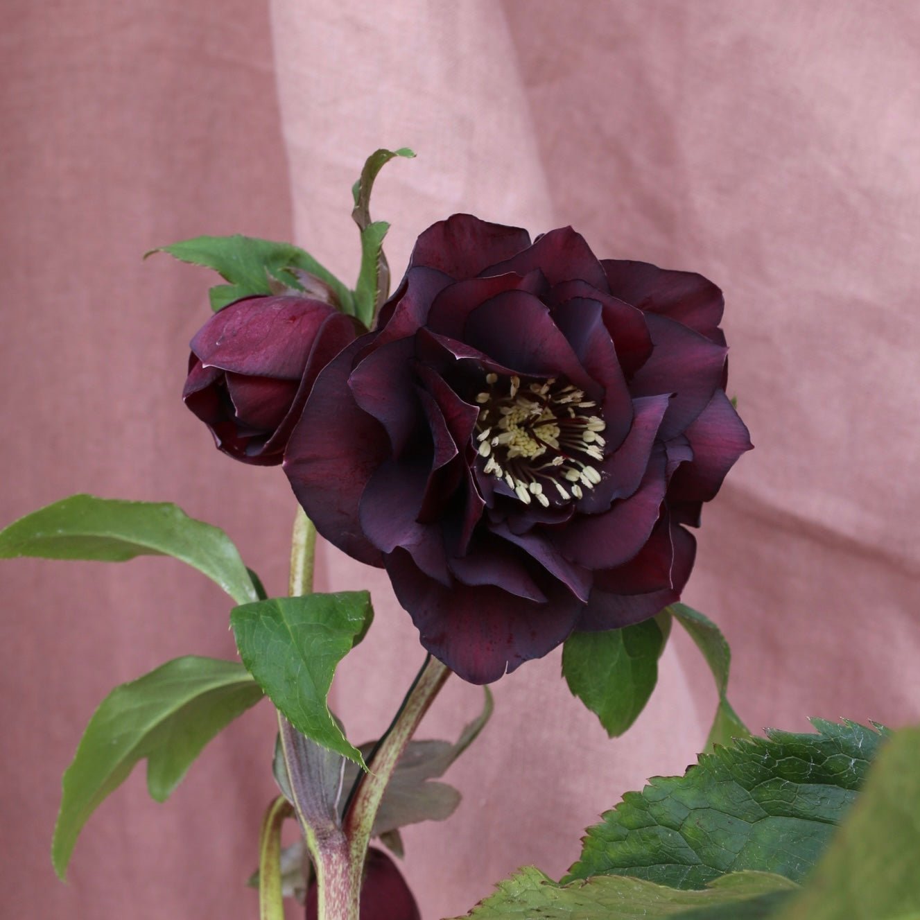 Potted Hellebores x hybridous "Double Hybrid" - The Flower Crate