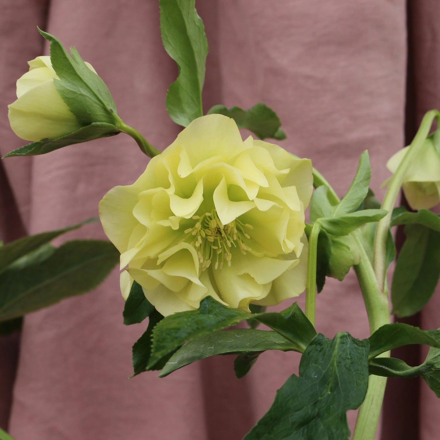 Potted Hellebores x hybridous "Double Hybrid" - The Flower Crate