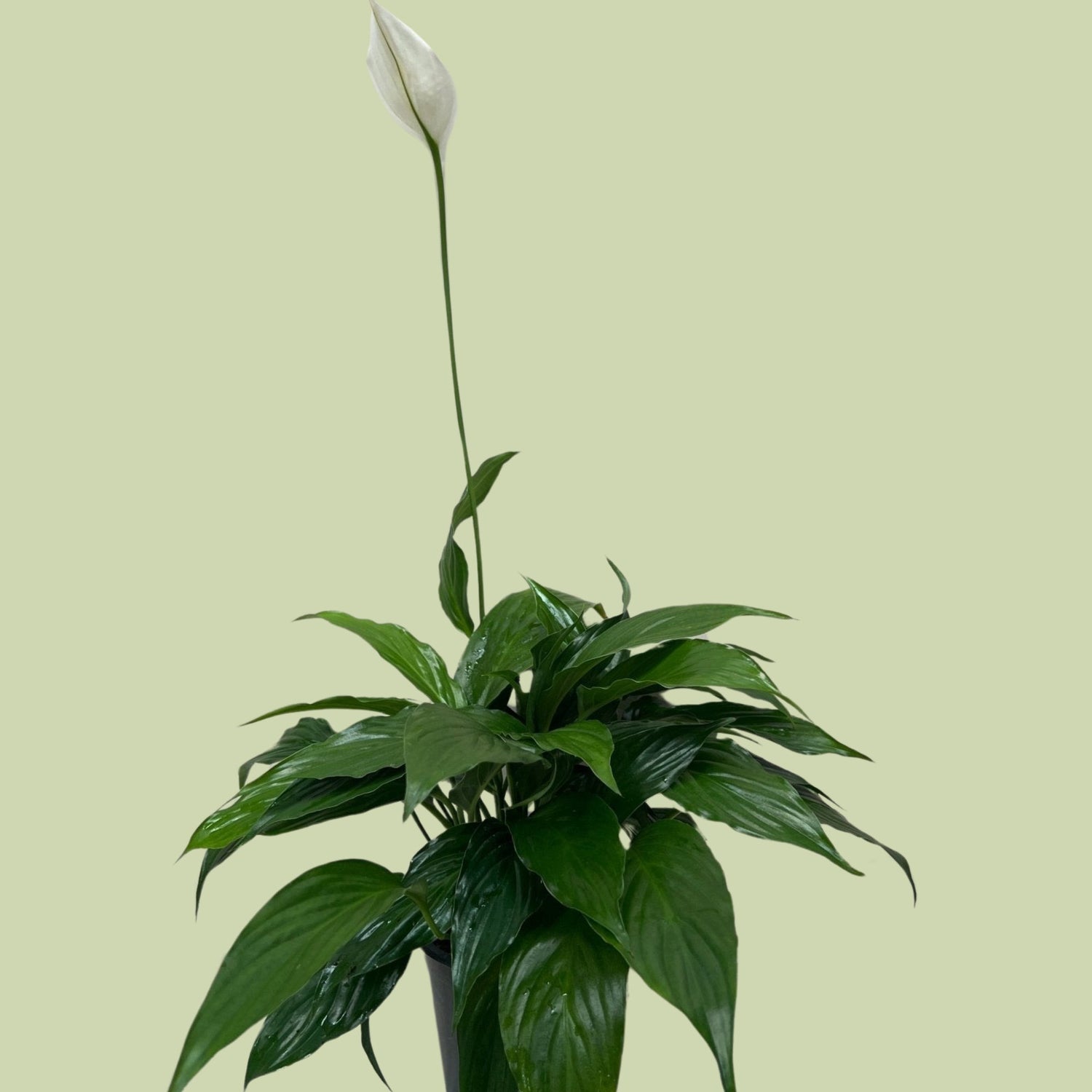 peace lily nz Royal Spathiphyllum ( Peace Lily)