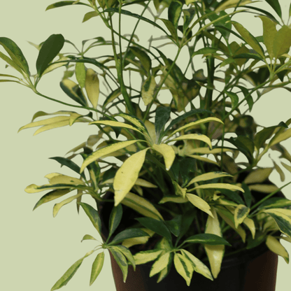 Schefflera Arboricola Varigated 20cm - The Flower Crate