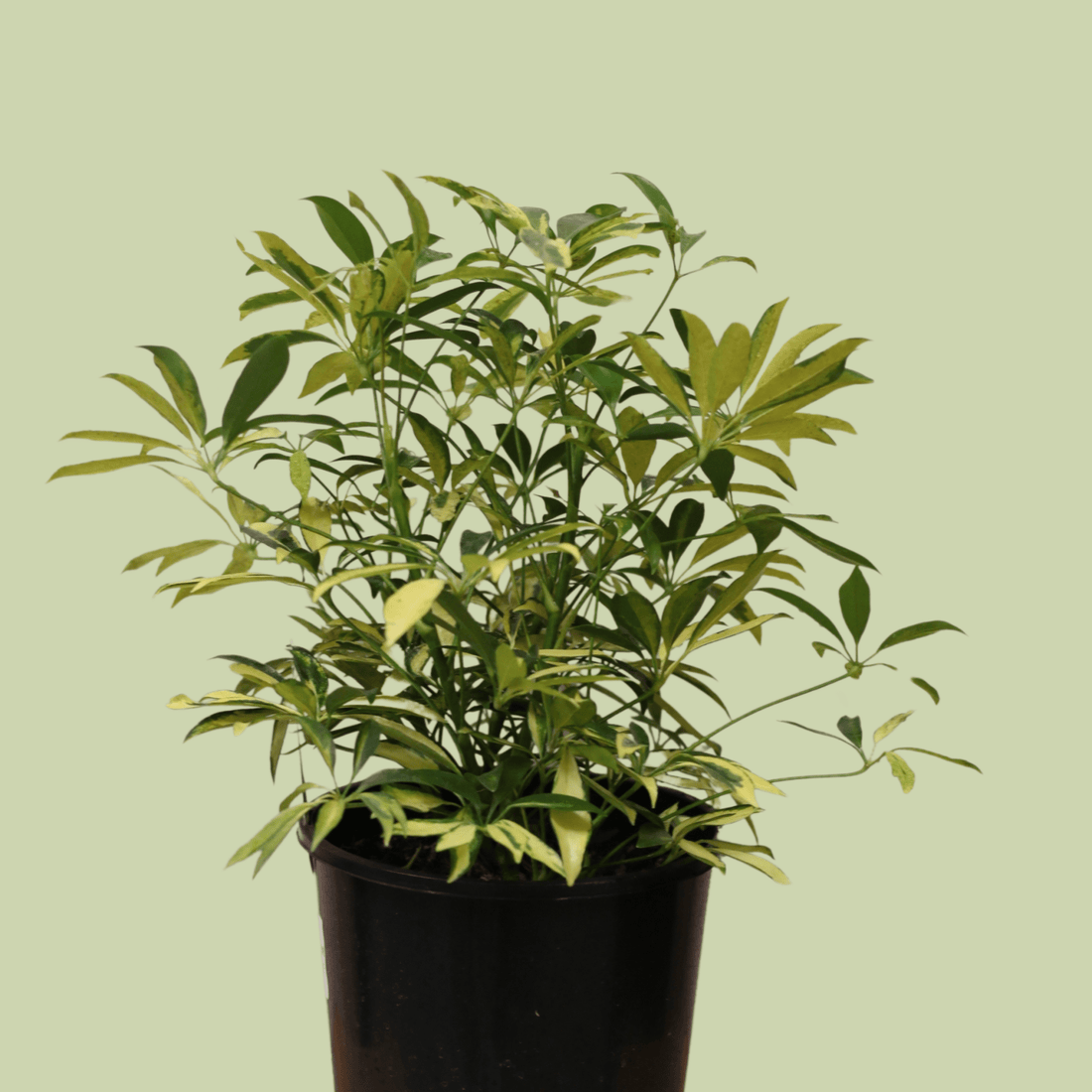 Schefflera Arboricola Varigated 20cm - The Flower Crate
