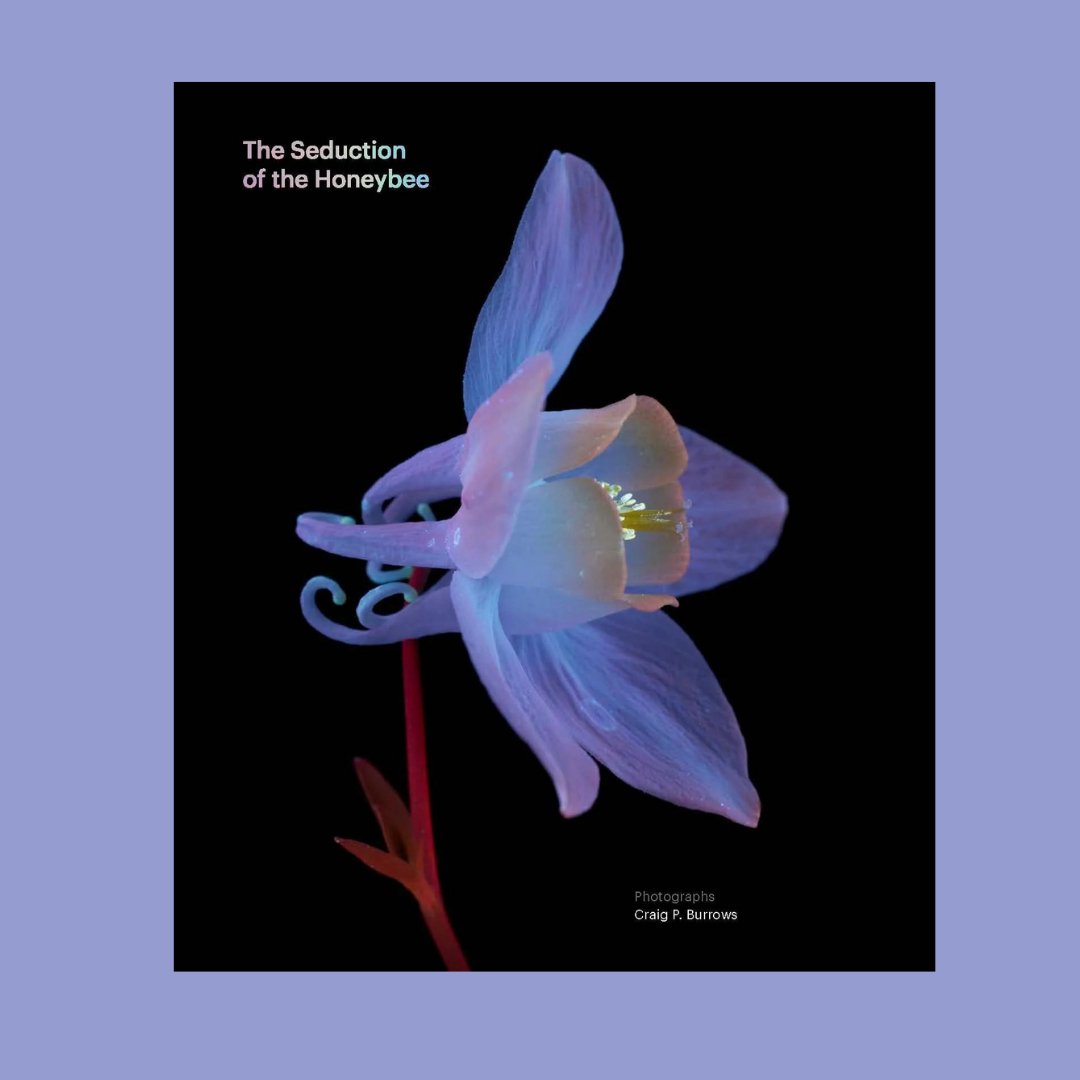 Seduction of the Honeybee - The Flower Crate