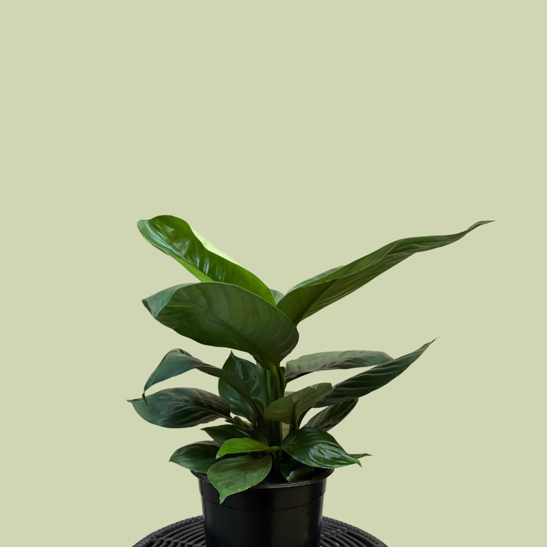 Sensation Spathyphyllum Dwarf ( Peace Lily) - The Flower Crate