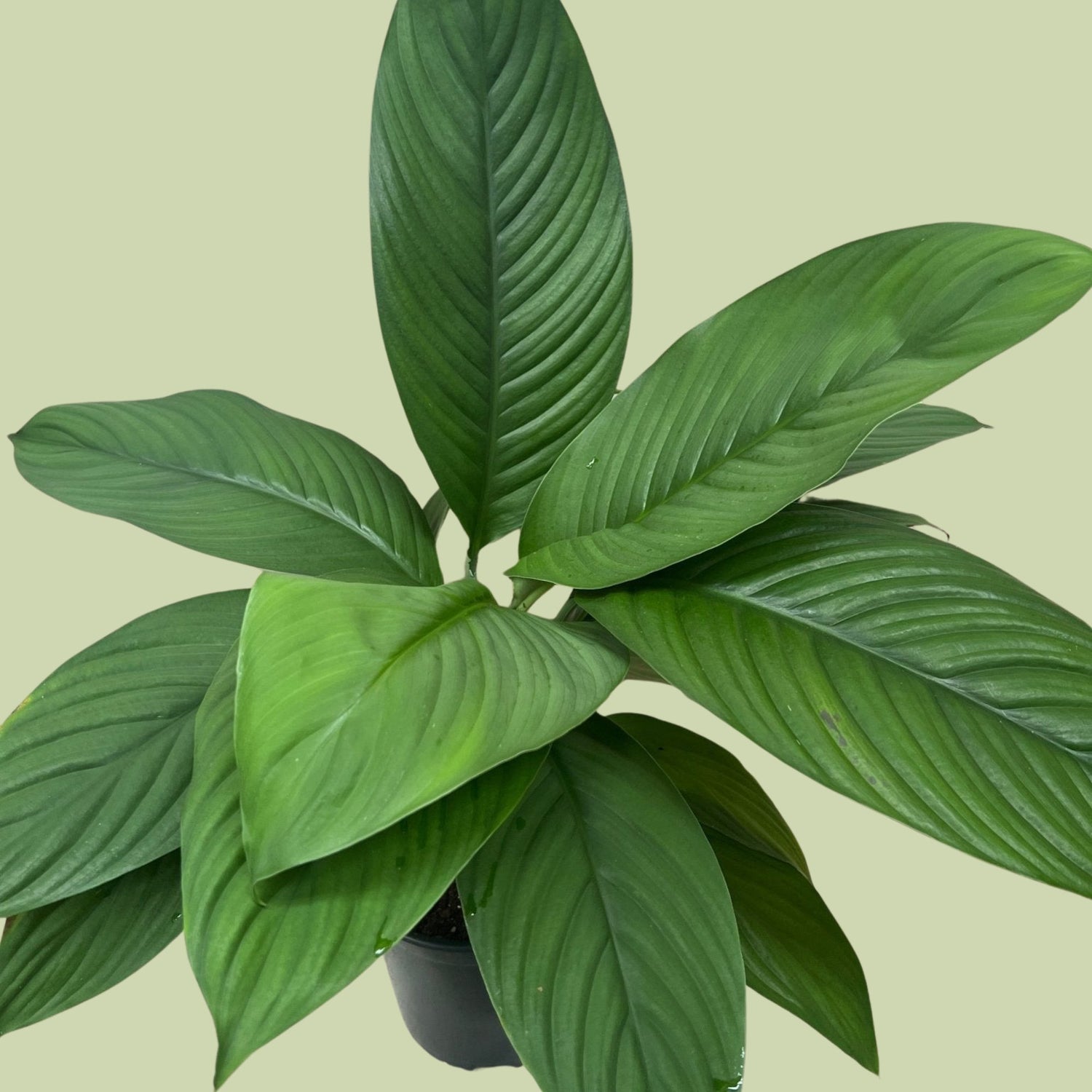 Sensation Spathyphyllum ( Peace Lily) - The Flower Crate