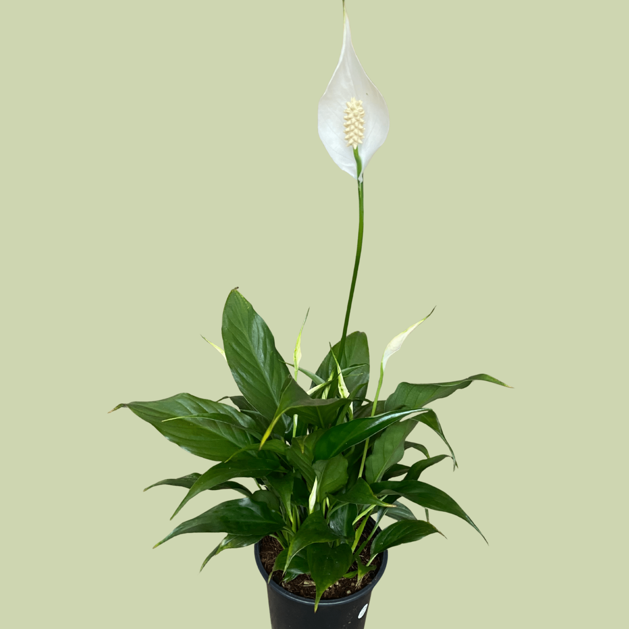 Spathiphyllum Sweet Rocco - The Flower Crate