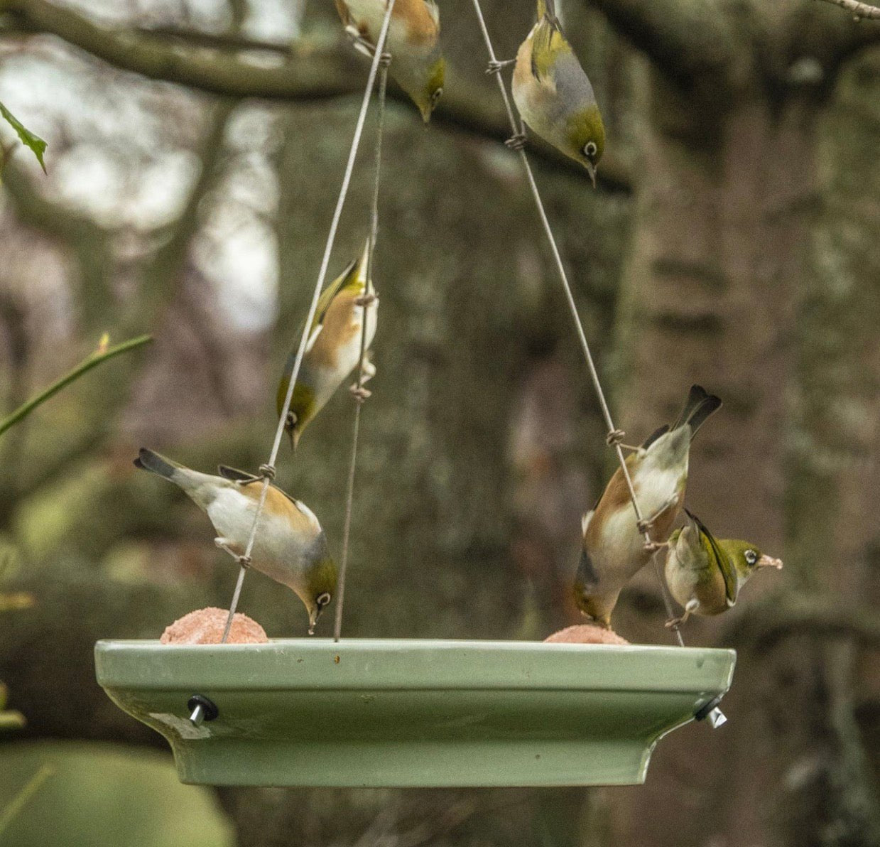 Splash &amp; Feed Bird Bath - The Flower Crate