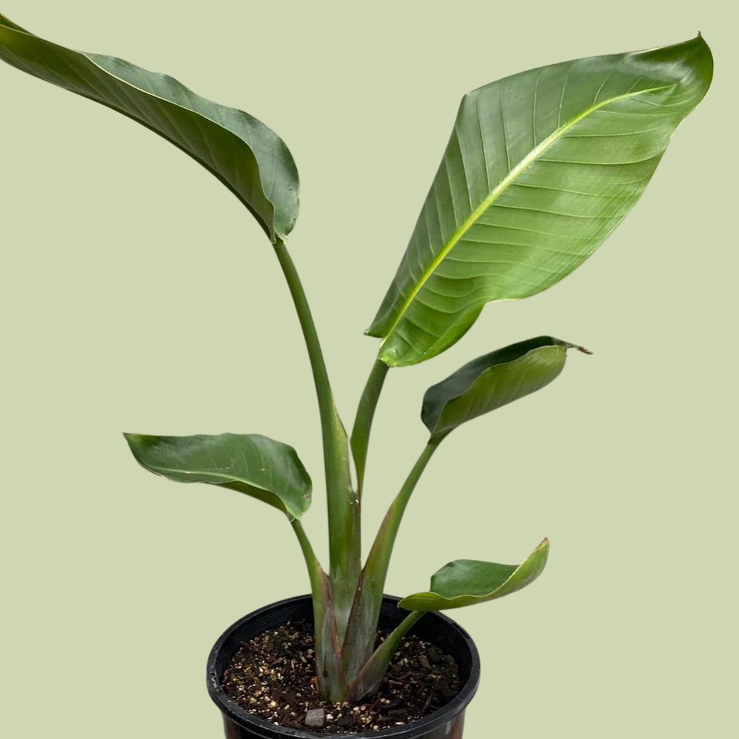 Strelitzia nicolai - Bird of Paradise - The Flower Crate