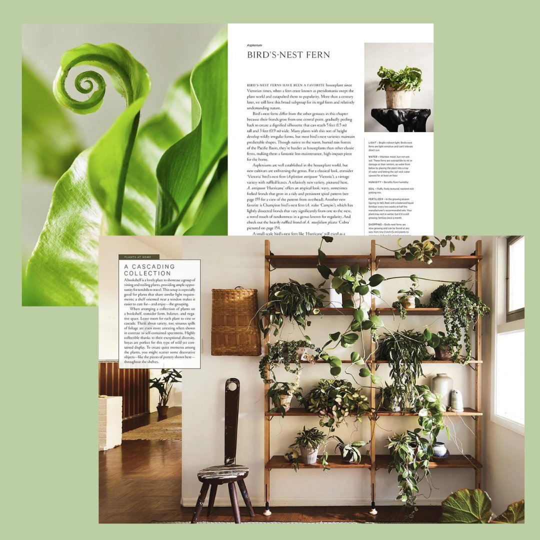 terrain house plants Terrain- The House Plant Book