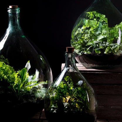 Terrarium Bottle Set - The Flower Crate