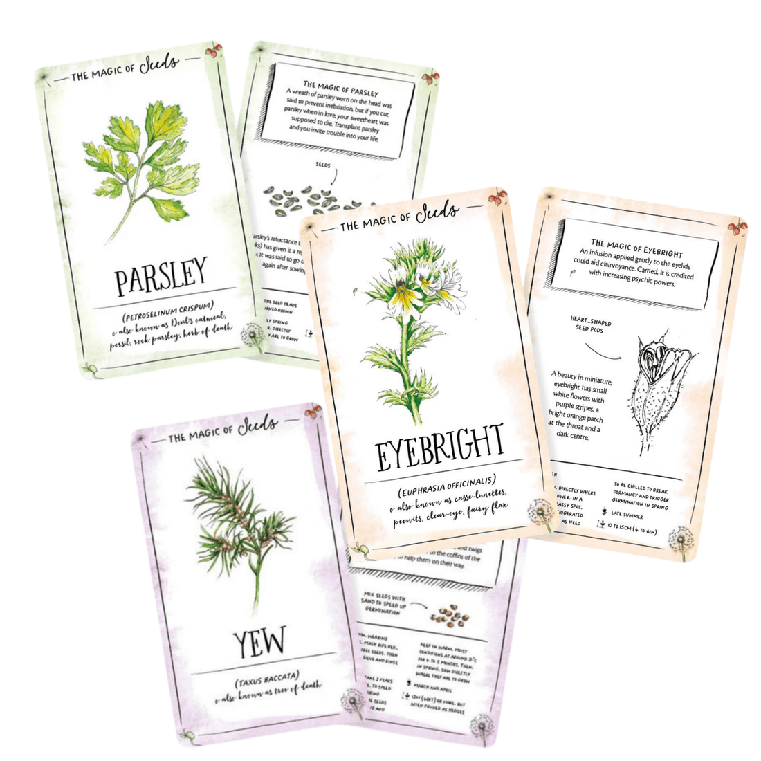 The Magic of Seeds Card Deck - The Flower Crate