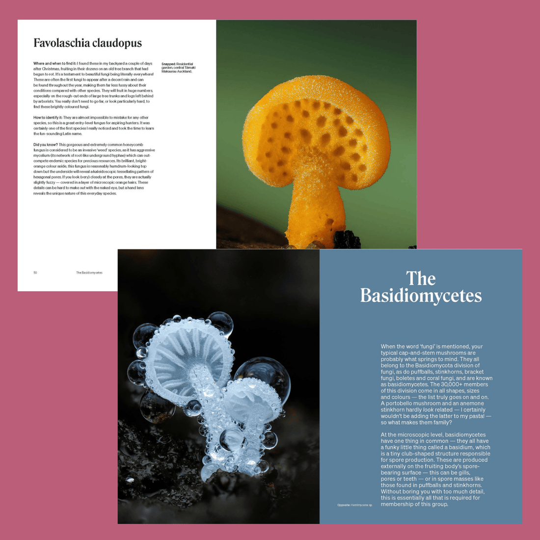 The Secret Life of Fungi by Jay Lichter - The Flower Crate