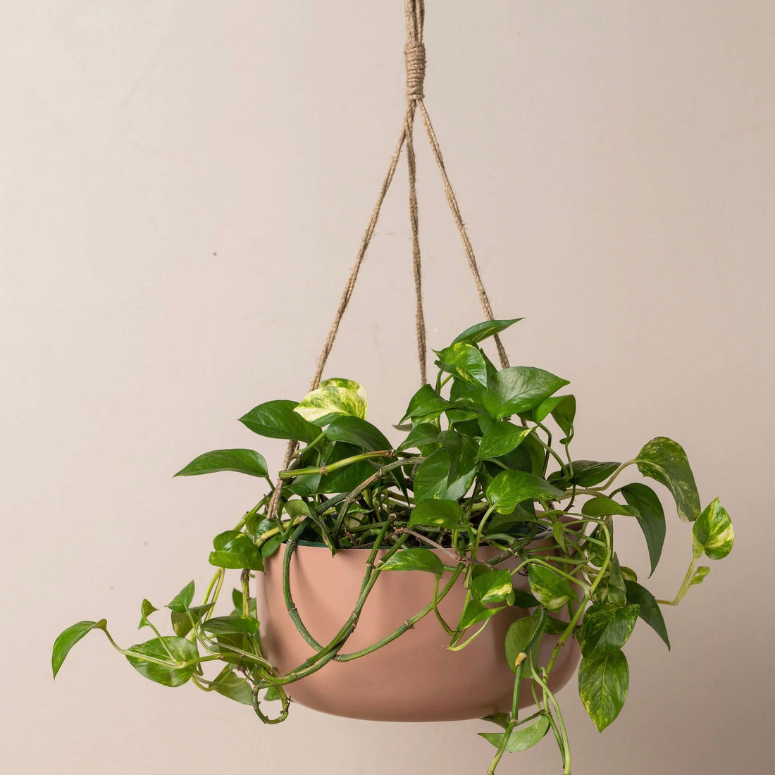 Yaamur Metal Hanging Planter - The Flower Crate