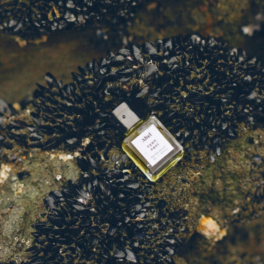 Abel - Cyan Nori Parfum Extrait - The Flower Crate
