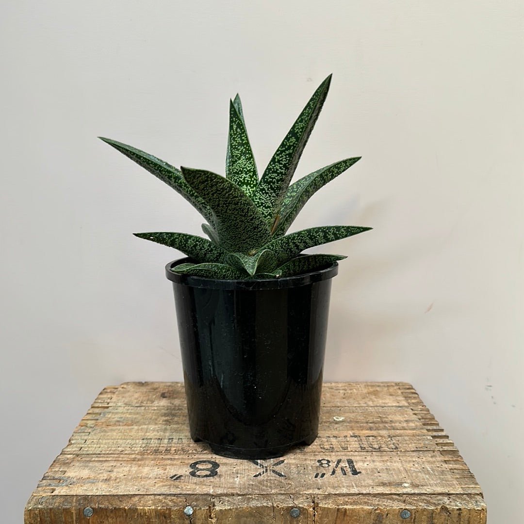 Aloe Hybrid Spotted Beauty - The Flower Crate
