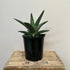 Aloe Hybrid Spotted Beauty - The Flower Crate