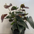 Anthurium Burgundy (3 plants) - The Flower Crate