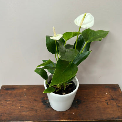 Anthurium in Ceramic Planter Pot - The Flower Crate