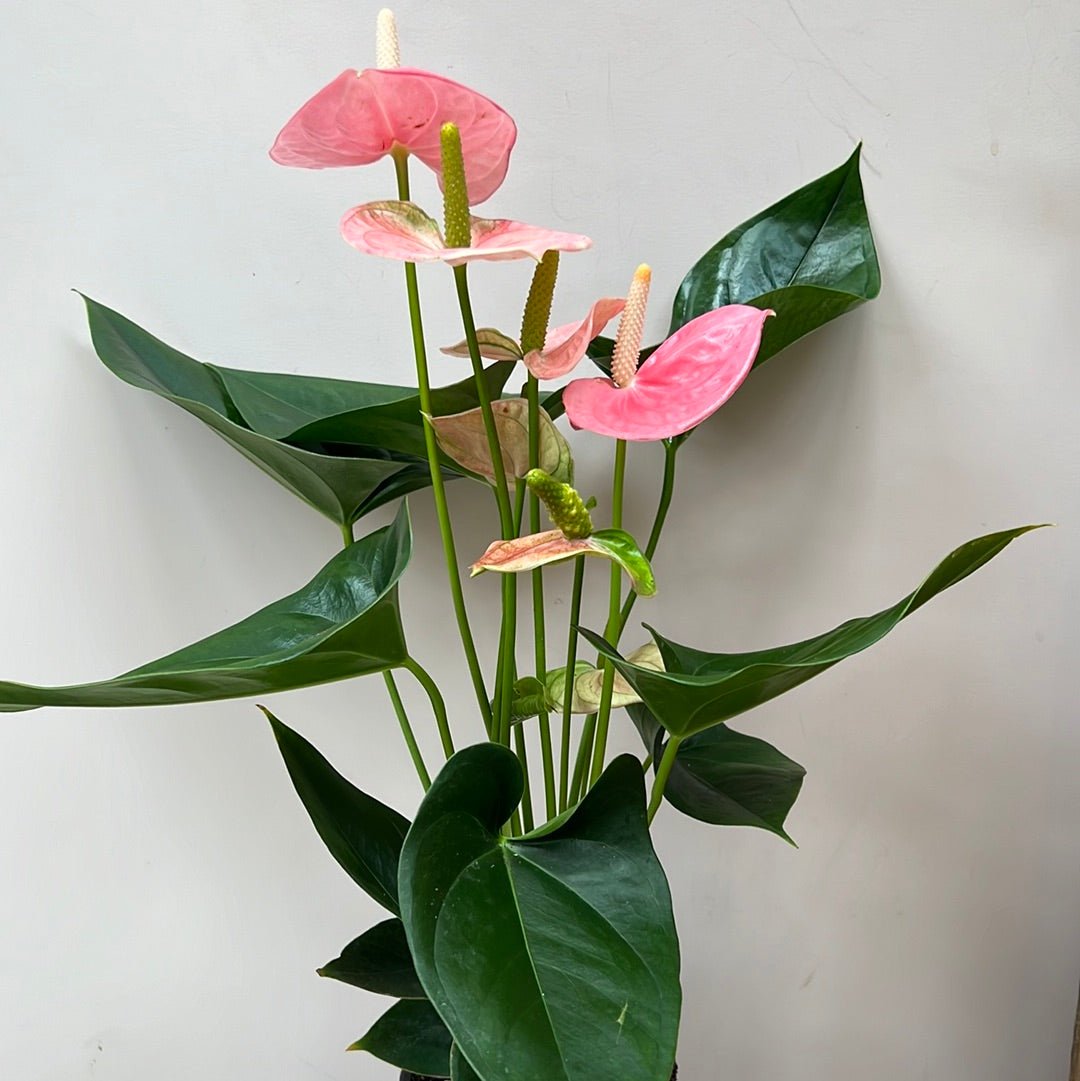 Anthurium Joli Pink - The Flower Crate