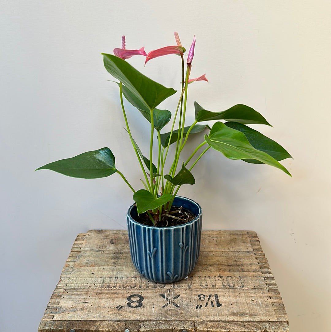 Anthurium - Pinks 9cm in Ceramic Planter - The Flower Crate
