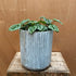 Archer Rustic Galvanised Tall Container - The Flower Crate