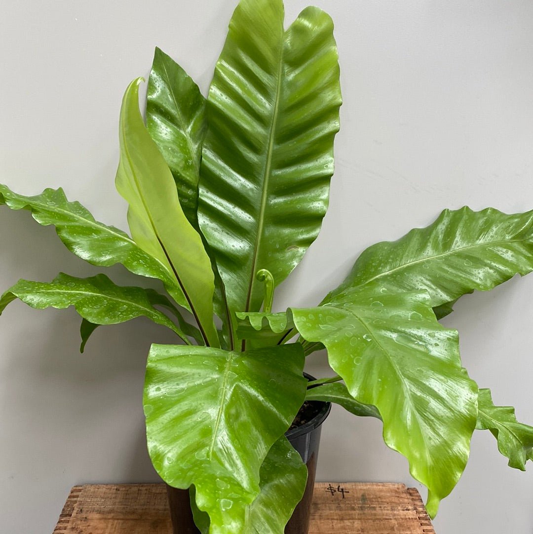 Asplenium Antiquum Crissie Crested Japanese Bird's Nest Fern The
