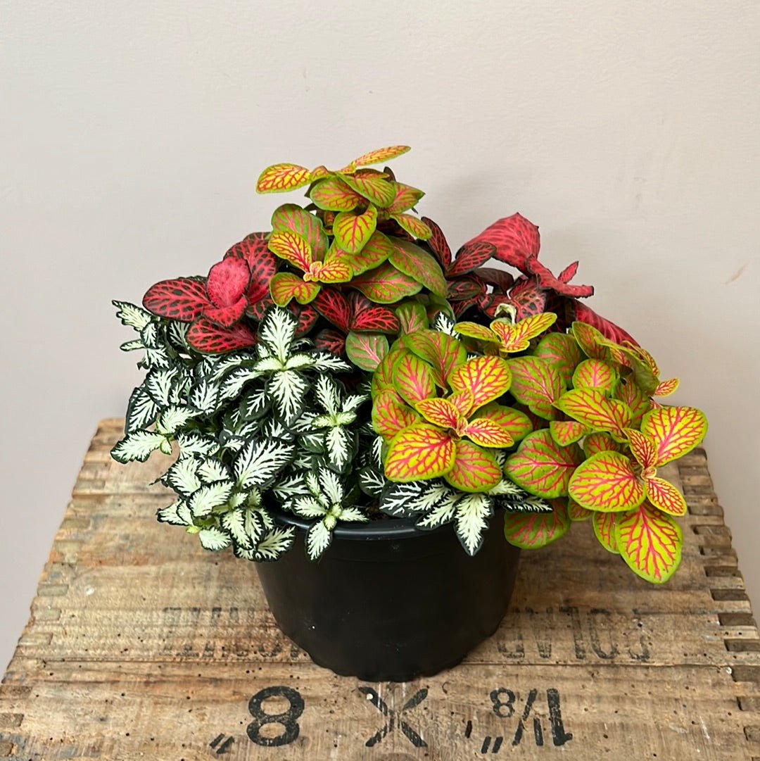 Assorted Triple Planted Fittonias - The Flower Crate