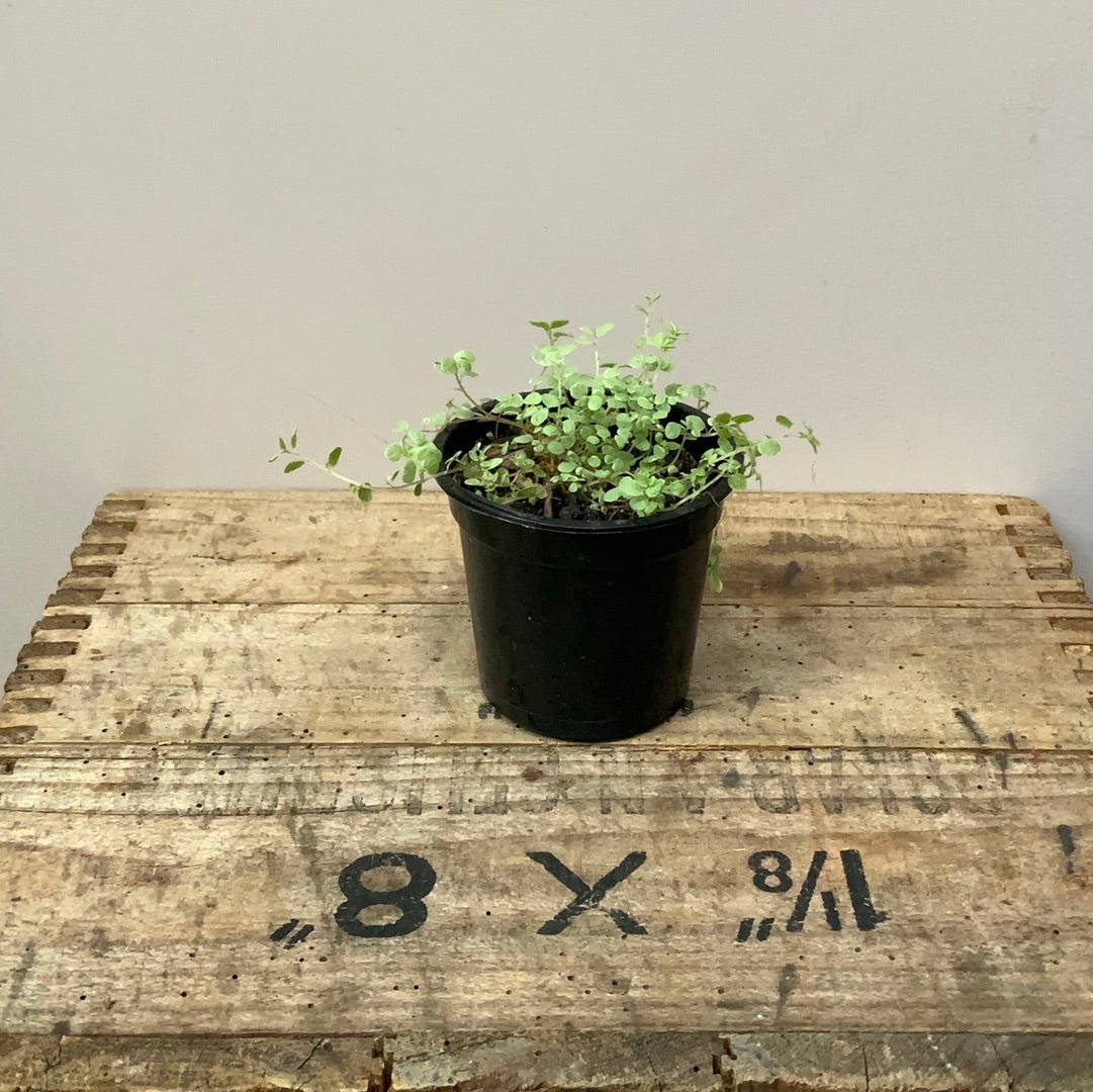 Baby House Plants - 7cm pots - The Flower Crate
