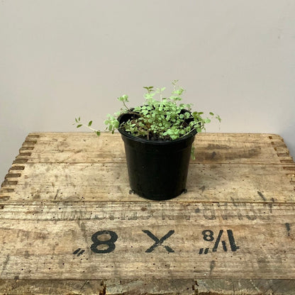 Baby House Plants - 7cm pots - The Flower Crate