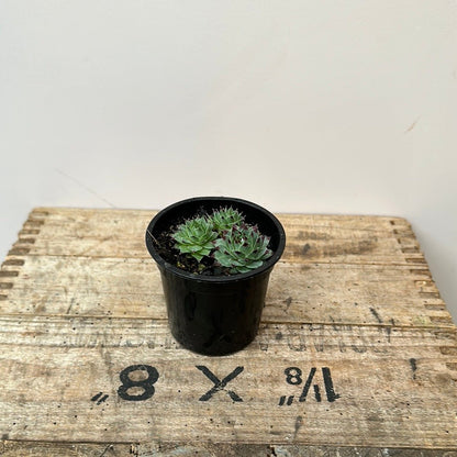Baby House plants 9cm pots - The Flower Crate