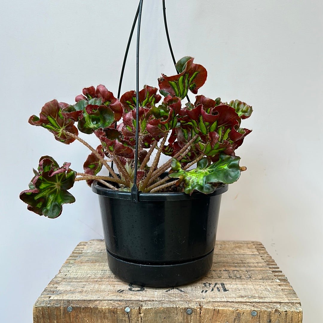 Begonia Cathedral window - The Flower Crate