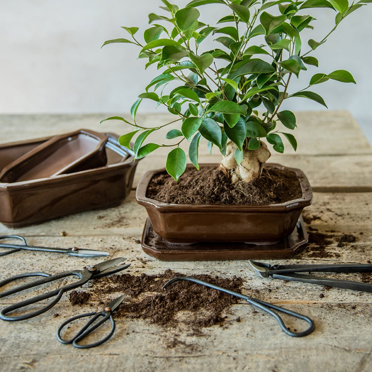 Bonsai Rectangular Pot &amp; Saucer - The Flower Crate