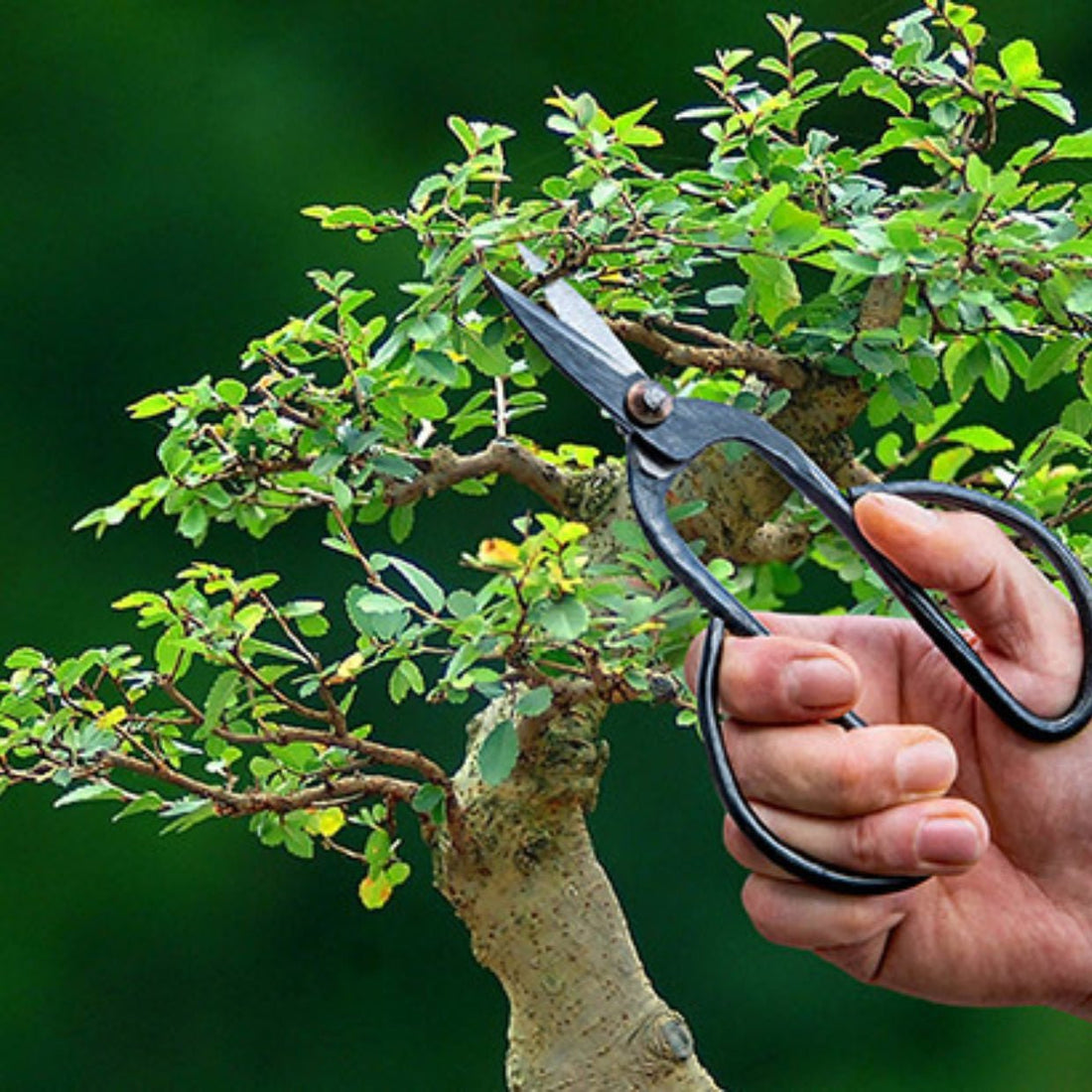 Bonsai Shears - Large - The Flower Crate