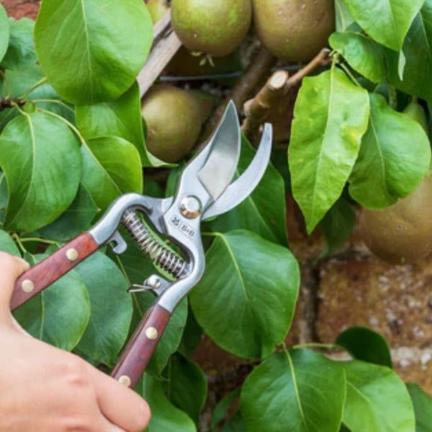 Burgon &amp; Ball - National Trust Secateurs - The Flower Crate